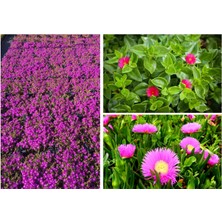 Tunç Botanik 30 ADET YER ÖRTÜCÜ BİTKİ SETİ (10 ACEM HALISI + 10 BUZ ÇİÇEĞİ + 1