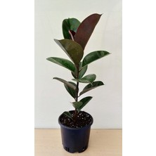 Tek Gövdeli Kauçuk Canlı Ev ve Ofis Çiçeği