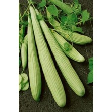 Kuzgun Ticaret Acur Tohumu 10 gr