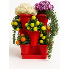 Braventa Collection 3 Katlı Şanslı Yonca Tasarımlı Dekoratif Saksı Seti, 26.5 x 26.5 Cm, Çiçek ve Bitki Sebze Yetiştirme