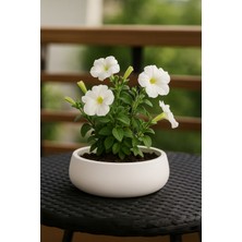 PremiumPort El Yapımı Minimalist Beyaz Beton Saksı, Şık ve Modern Tasarım