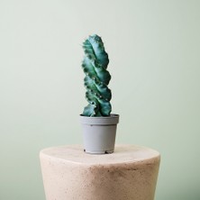 Greenvila Spiral Kaktüs Cereus Forbesii Spiralis Saksılı 35 cm Burgu Kaktüs