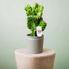 Greenvila Mercan Kaktüs Euphorbia Lactea Cristata Saksılı Dekoratif Bitki