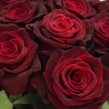 MutluPaket Tüplü Kadife Bordo Esmeray Yediveren Gül Fidanı