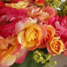 MutluPaket Tüplü Soğuklara Dayanımlı Goncalı Firebird Yediveren Gül Fidanı