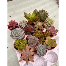 15 Elit Sukulent