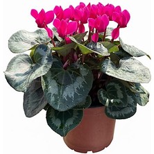 Arslanfidan Sıklamen Çiçeği - 3 Adet Buyuk Boy / 3 Farkli Renk