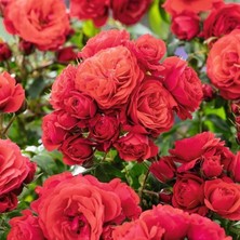 MutluPaket Tüplü Cherry Girl Kırmızı Yoğun Kokulu Yediveren Gül Fidanı