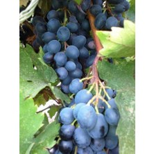 Tüplü Sofralık ve Şaraplık Öküzgözü Üzüm Fidanı