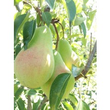 Tüplü Yarı Bodur Santa Maria Armut Fidanı