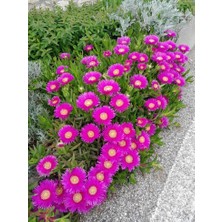 Tunç Botanik KAZ AYAĞI 5 ADET - YER ÖRTÜCÜ ve YAYILICI BİTKİ