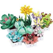 Eco Lounge Blx Sukulent Çiçek Buketi 8842