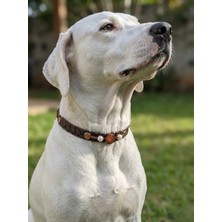 Balkonda Köpek Kolyesi Ayarlanabilir 1,5 cm Genişlik Deri Küçük, Orta ve Büyük Irk