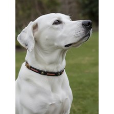 Balkonda Köpek Kolyesi Ayarlanabilir 1 cm Genişlik Deri Orta ve Büyük Irk