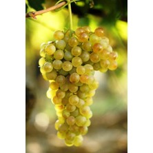 Tüplü Kokulu Sofralık Italia Üzüm Fidanı