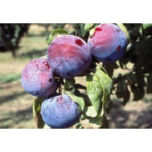 Tüplü Yüksek Verimli Angeleno Erik Fidanı