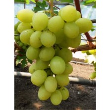 Tüplü Çekirdeksiz K7 Üzüm Fidanı