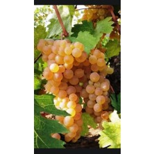 Tüplü Şaraplık Narince Üzüm Fidanı