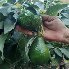 Avokado 1 kg