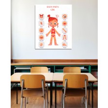 Hsn Vücut Bölümleri Poster Ingilizce Pvc Kaplı 30X42 cm Kız