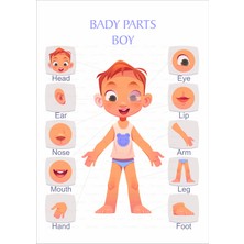 Hsn Vücut Bölümleri Poster Ingilizce Pvc Kaplı 30X42 cm Erkek