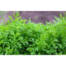 Sekoya Hatay Teresi Tohumu