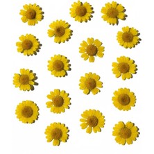 Stonechem Preslenmiş Kurutulmuş Sarı Papatya Epoksi Reçine Kolye Takı Yapımı (20ADET)