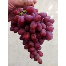 Tüplü Çekirdeksiz Pembe Crimson Seedless Üzüm Fidanı