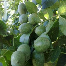 Afyon Doğa Peyzaj Aşılı Sertifikalı 2 Yaş Ronde Ceviz Fidanı Açık Kök