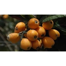 Afyon Doğa Peyzaj Tüplü  5 Yaş Malta Eriği (Yeni Dünya) Fidanı