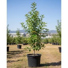 4 Yaş Aşılı Pink Lady Elma Fidanı *yarı Bodur*