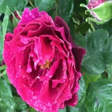 Tüplü Yediveren Nazende Yoğun Kokulu Koyu Mor Sarmaşık Gül Fidanı (120-160 Cm)