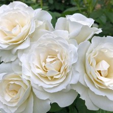 Tüplü Soğuğa Dayanıklı Çok Goncalı Baby Schneewitchen Yediveren Gül Fidanı