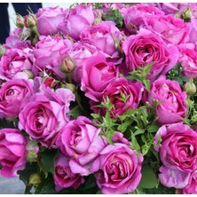 Tüplü Yediveren Carmen Wurth Yoğun Kokulu Yediveren Mor Gül Fidanı