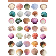 Miray Craft 1 Adet Deniz Kabuğu Temalı Sticker Sayfası – Journal & Planner (12×17 Cm)