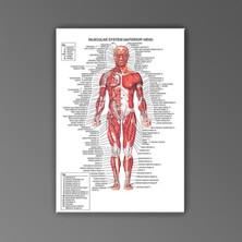 PremiumPort Yüksek Kaliteli Insan Anatomisi Ön Kas Görüntüsü Çalışma Modeli