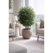 Alezy Küre Model Iç Drenaj Hazneli Dekoratif Modern Saksı 27,5 Lt