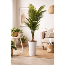 Veniv Yapay Areka Palmiyesi Büyük Boy - Gerçekçi Görünüm Siyah Saksılı Salon ve Ofis Bitkisi - 200 cm