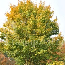 e-fidancim Tüplü Soğuklara Dayanıklı Acer Saccharum Şeker Campestre Fidanı