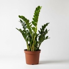 Greenvila Zamioculcas Zamiifolia Yeşil Zamia Zeze Çiçeği Canlı Iç Mekan Salon Bitkisi