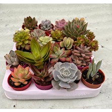 20 Sukulent( Elit Serisi)