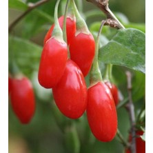 Ahal Fidan Kırmızı Goji Berry Kurt Üzümü Meyve Verme Durumunda