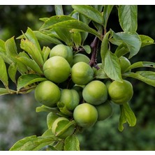 Ahal Fidan Tüplü Yarı Bodur Ağustos Papazı Erik Fidanı
