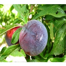 Ahal Fidan Tüplü Siyah Japon Eriği Black Star Erik Fidanı