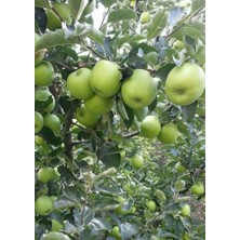 Ahal Fidan Tüplü Yarı Bodur Yeşil Granny Smith Elma Fidanı
