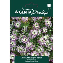 Genta Prestige Alisyum Kraliyet Halısı Çiçek Tohumu