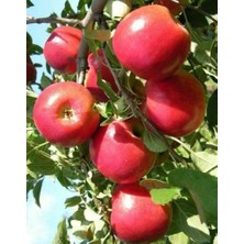 Ahal Fidan Tüplü Yüksek Verimli Galaxy Gala Elma Fidanı