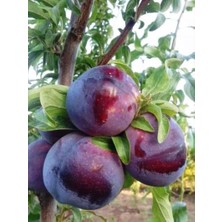 Ahal Fidan Lezzetli Black Diamond Erik Fidanı