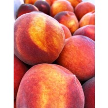 Ahal Fidan Tüplü Yarı Bodur Lezzetli Elegant Lady Şeftali Fidanı