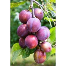 Ahal Fidan Tüplü Bodur Gelişen Fortune Erik Fidanı